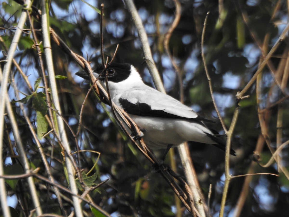 Black-crowned Tityra - ML604914381