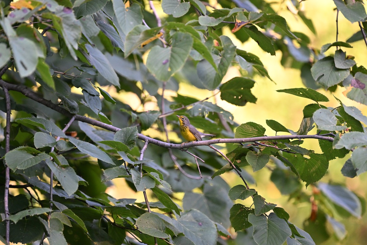 Canada Warbler - ML604915381