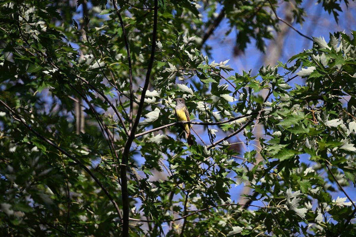 Great Crested Flycatcher - ML604915721