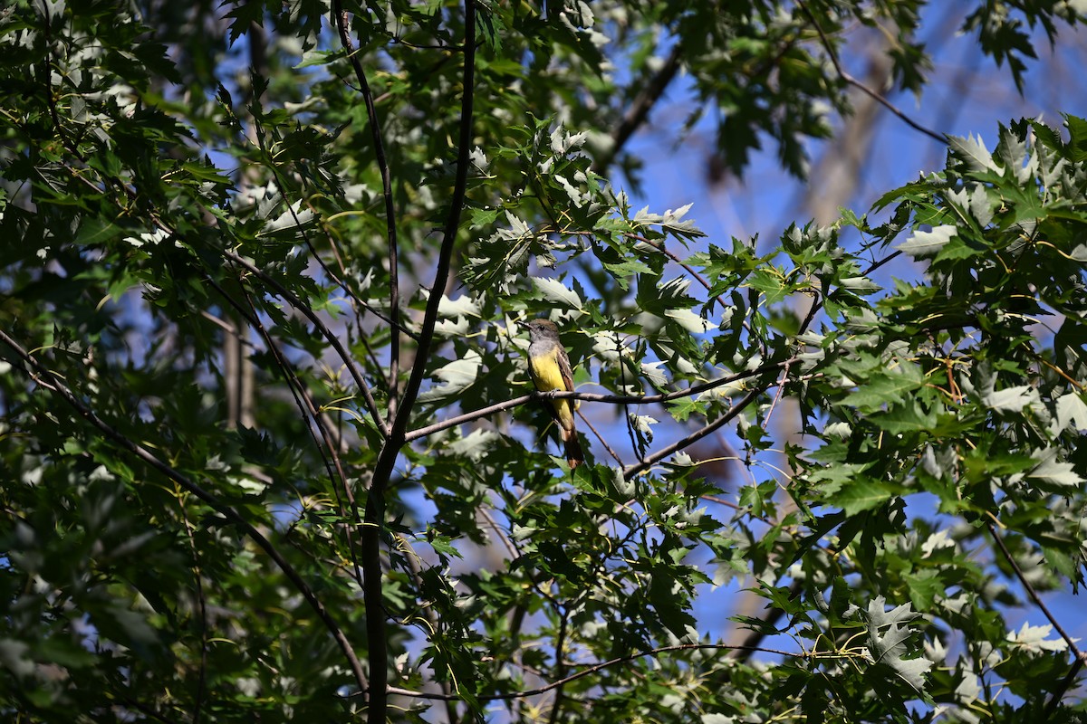 Great Crested Flycatcher - ML604915951