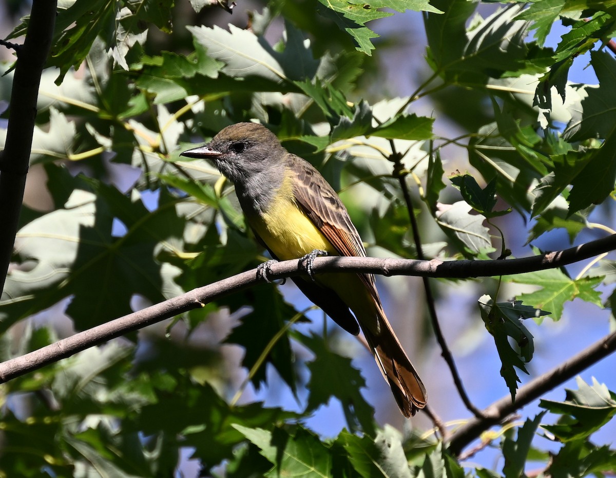 Great Crested Flycatcher - ML604916441