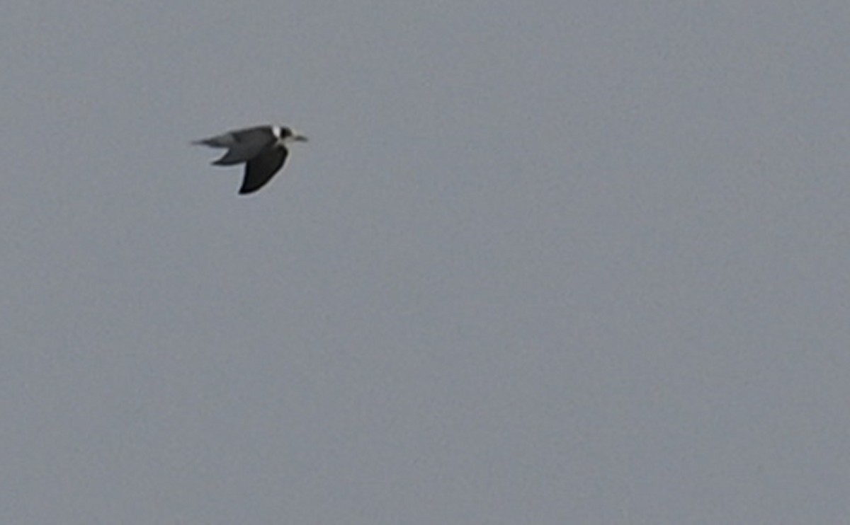 Black Tern - ML604916871