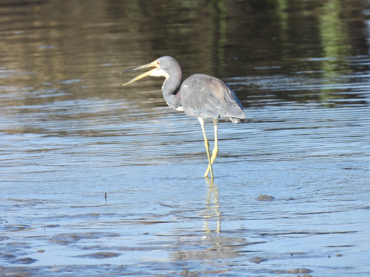 Tricolored Heron - ML604917951