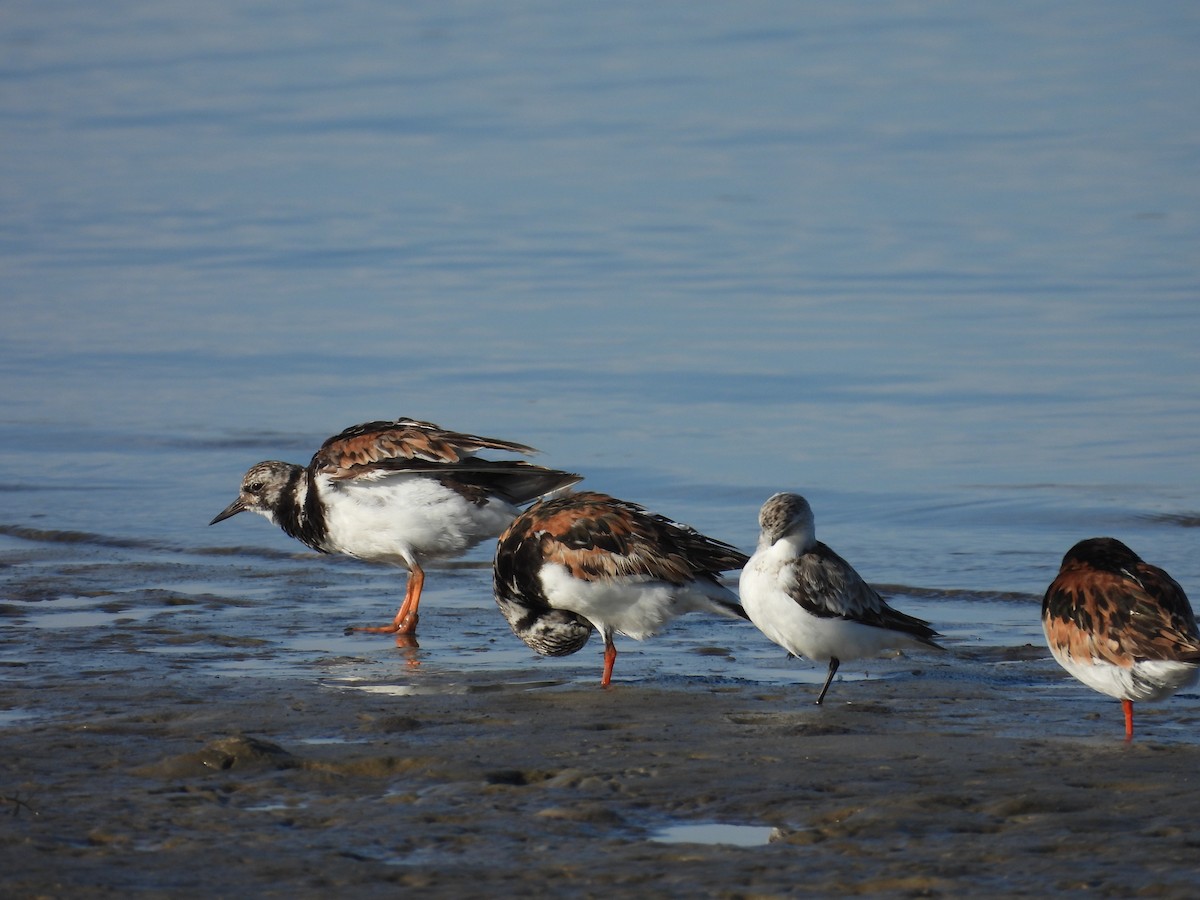 Ruddy Turnstone - ML604918811