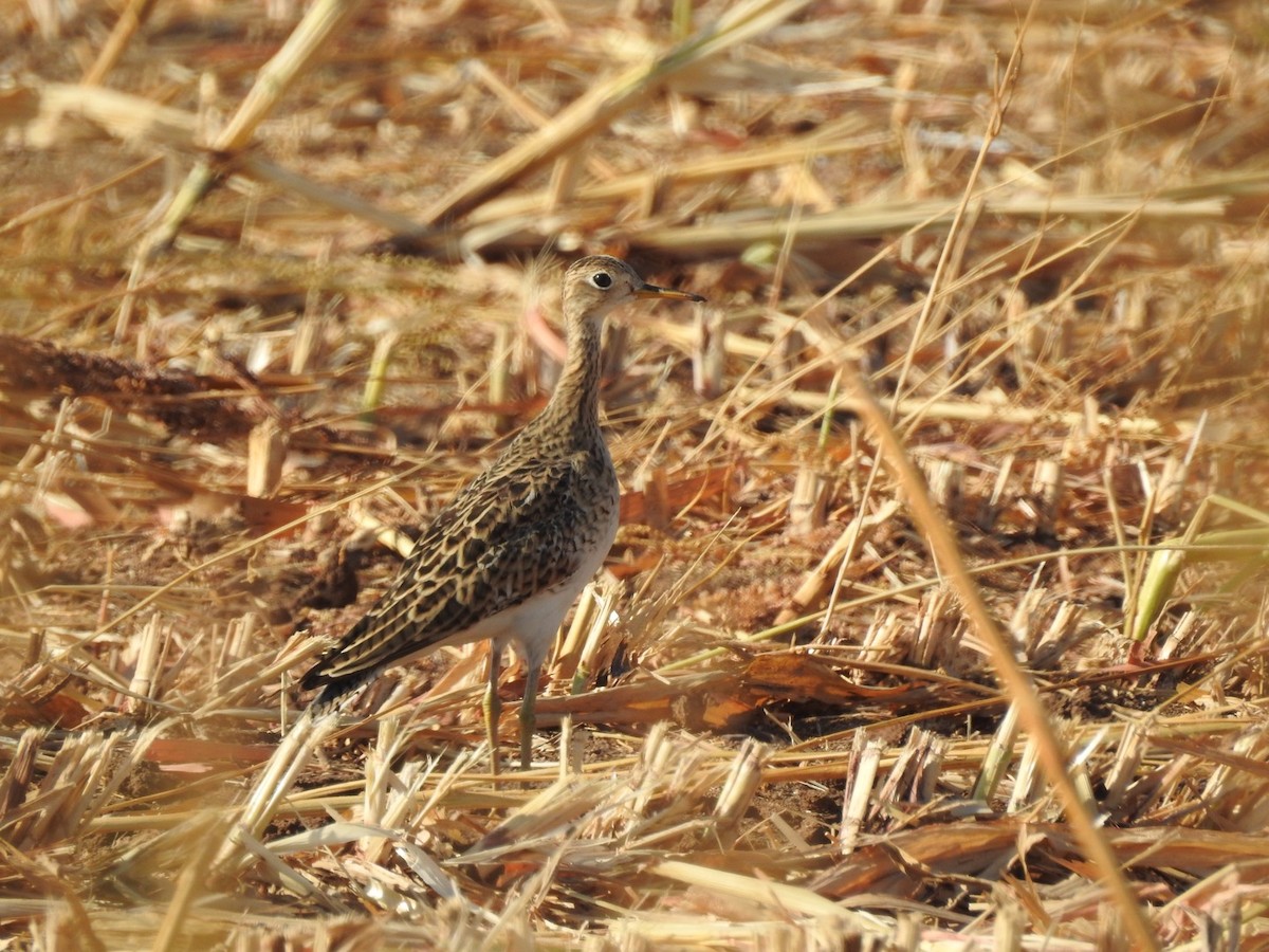 Upland Sandpiper - Sean Verkamp