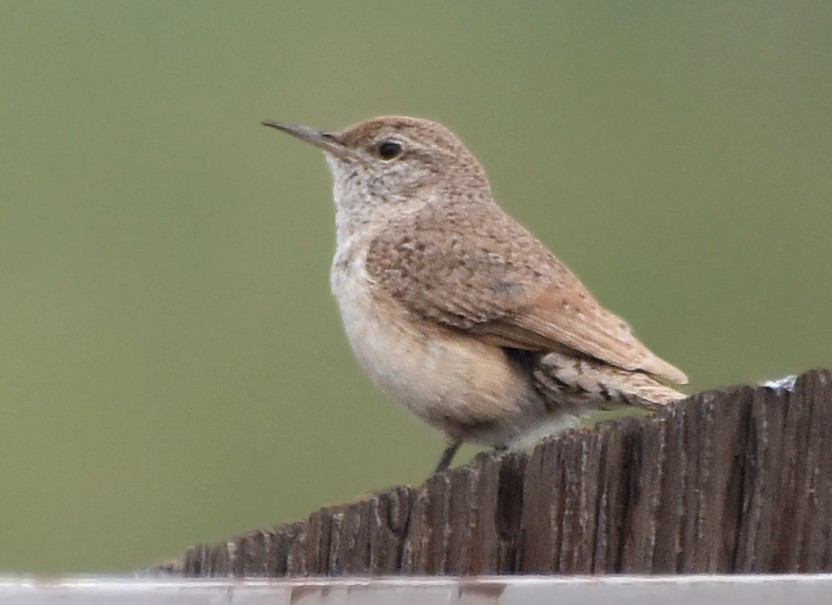 Rock Wren - ML60491891