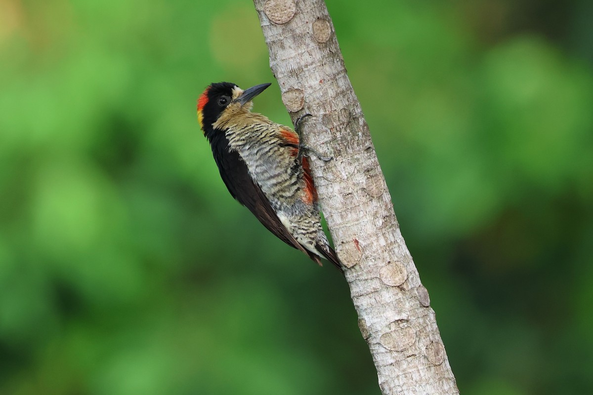 Beautiful Woodpecker - Donald Wellmann