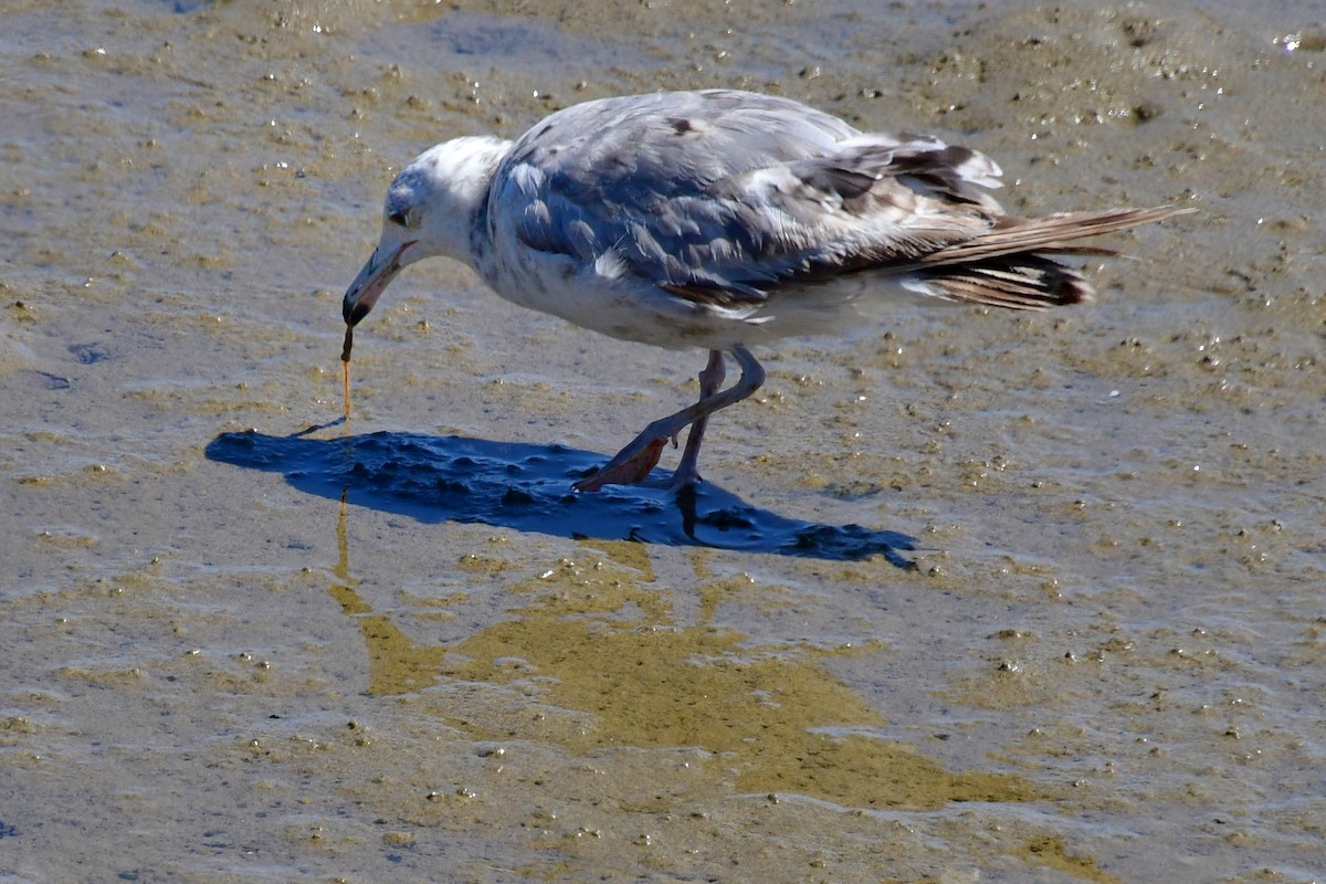 Ring-billed Gull - ML604919321