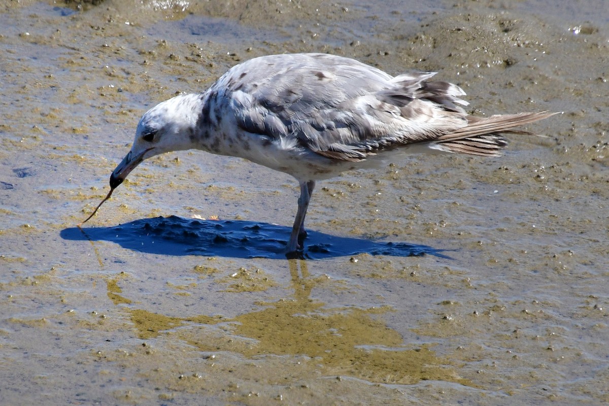 Ring-billed Gull - ML604919361