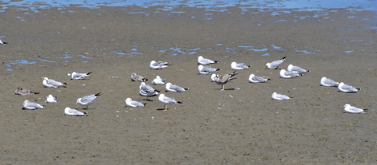 Ring-billed Gull - ML604919411