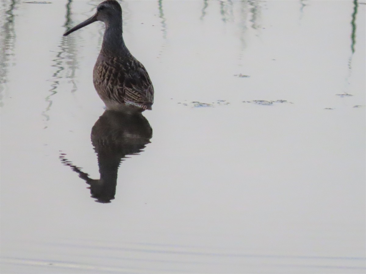 Short-billed Dowitcher - ML604919831