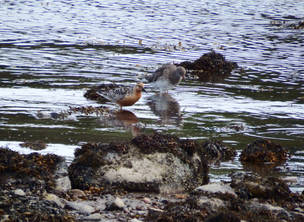 Red Knot - ML604920121