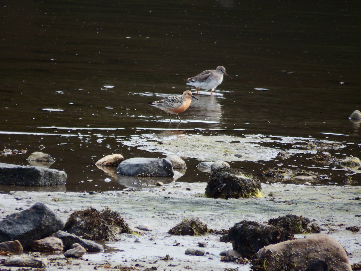 Red Knot - ML604920131