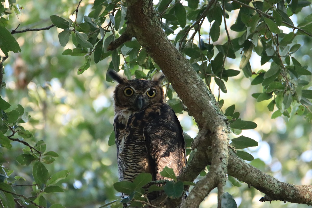 Great Horned Owl - ML604920561