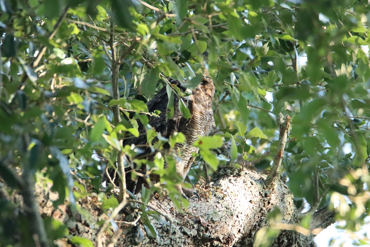 Great Horned Owl - ML604920571