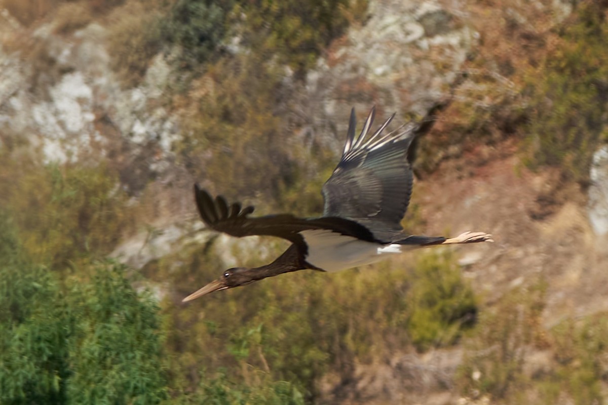 חסידה שחורה - ML604921331