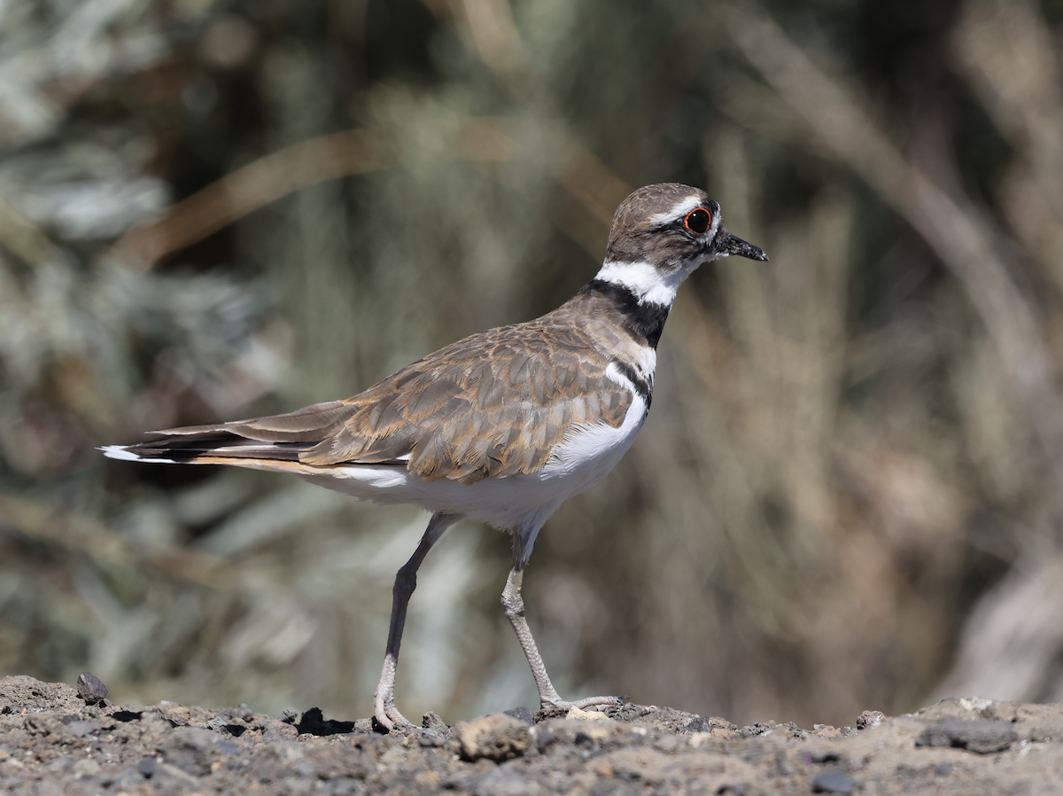 Killdeer - ML604921471
