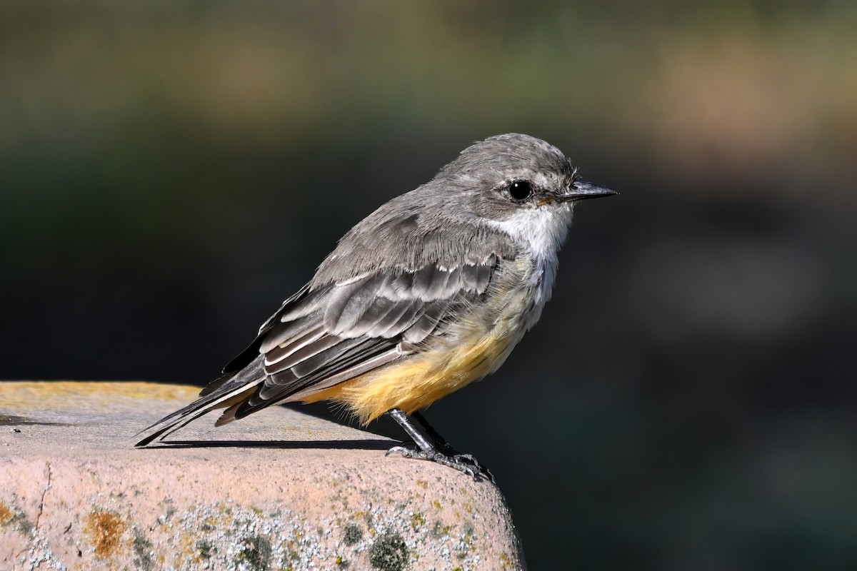 Vermilion Flycatcher - ML604921691