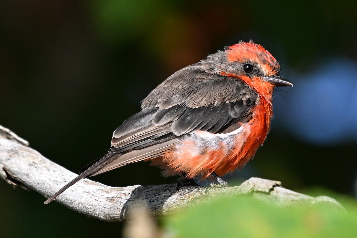 Vermilion Flycatcher - ML604921711