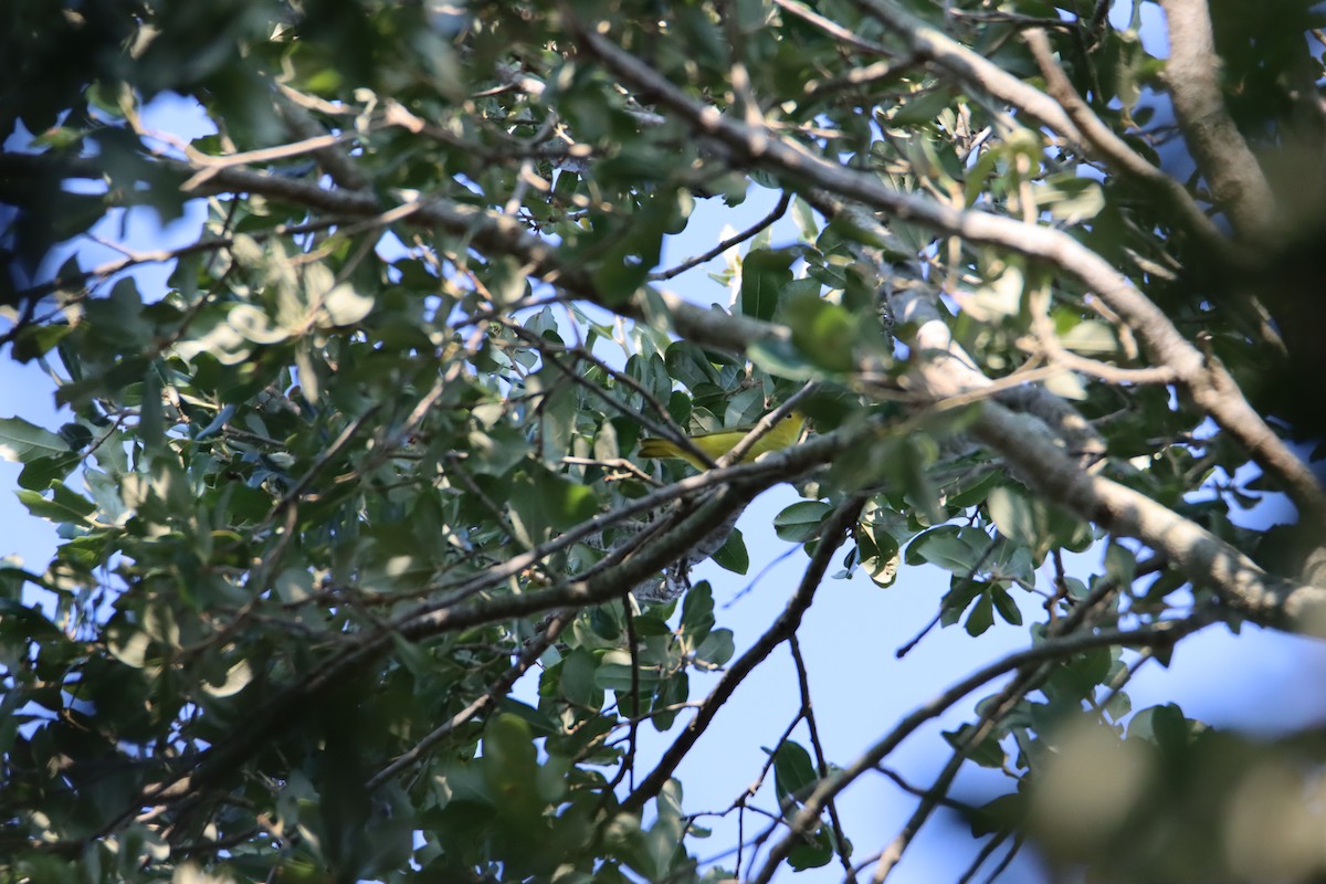 Yellow Warbler - John Keegan