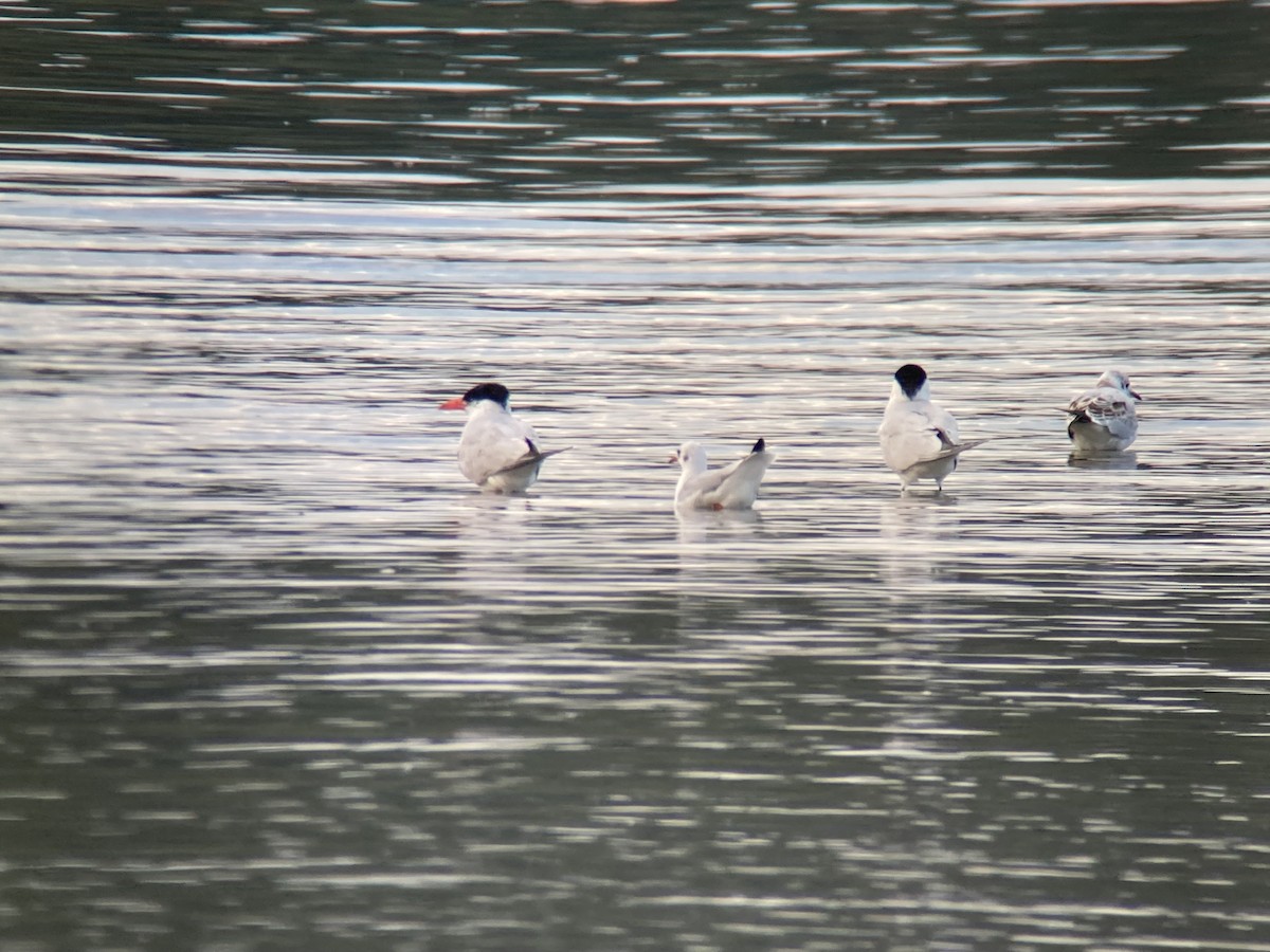 Caspian Tern - ML604923081