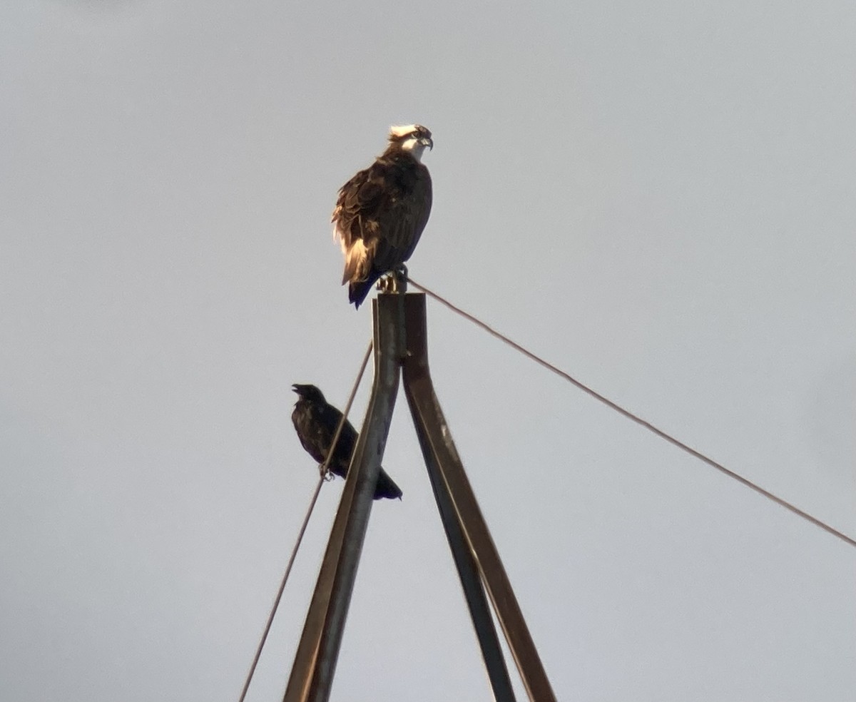 Osprey - ML604923151