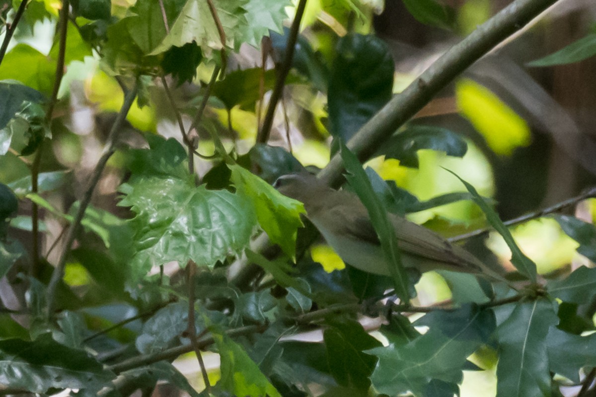 Kızıl Gözlü Vireo - ML604923361