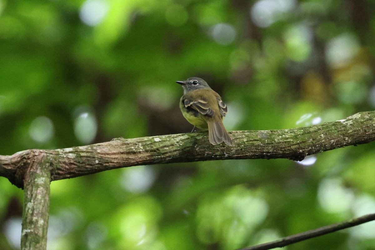 Black-billed Flycatcher - ML604924101