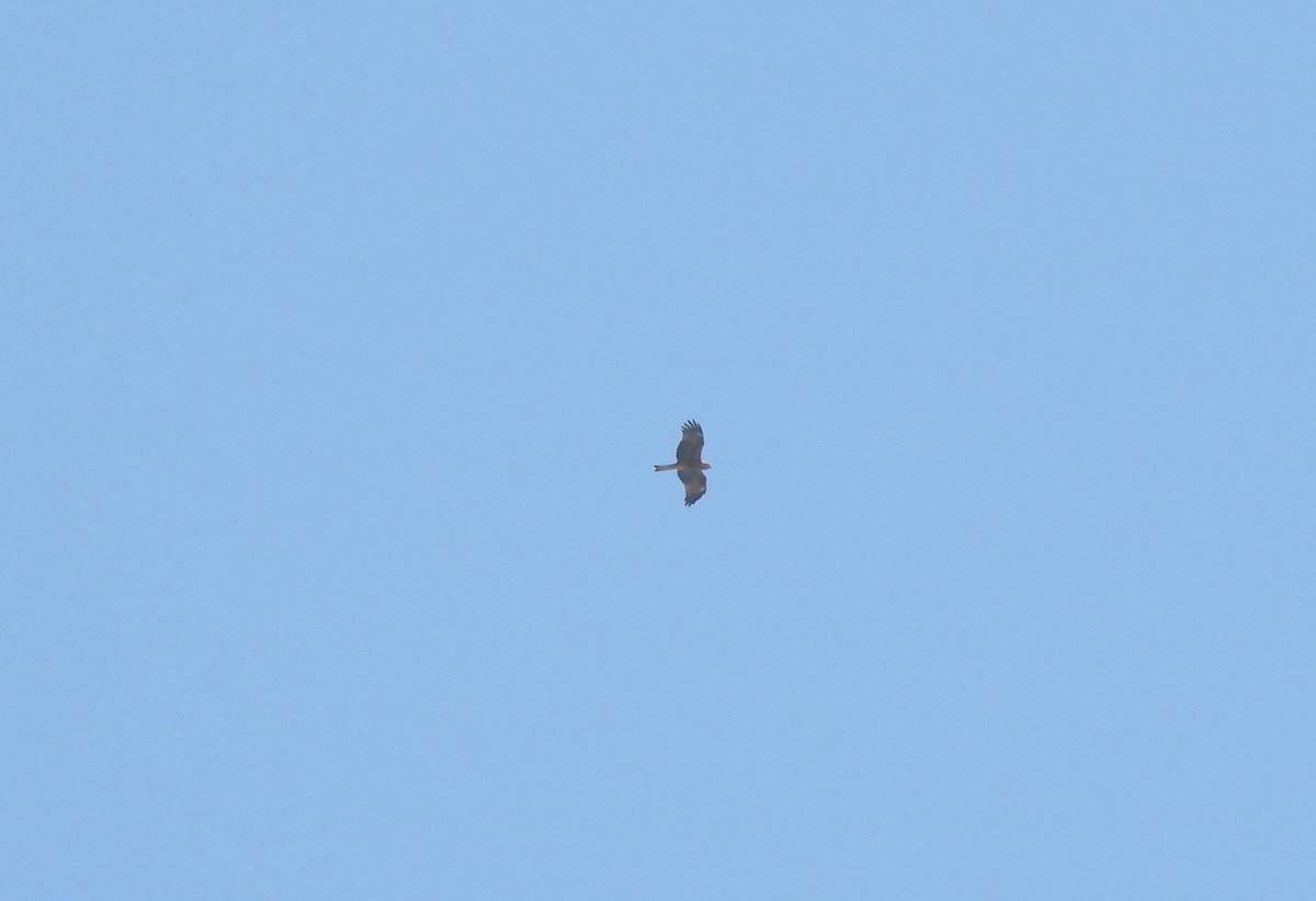 Black Kite - ML604924341