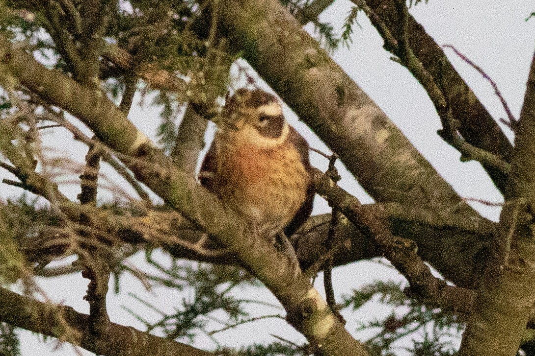 Rose-breasted Grosbeak - ML604925281