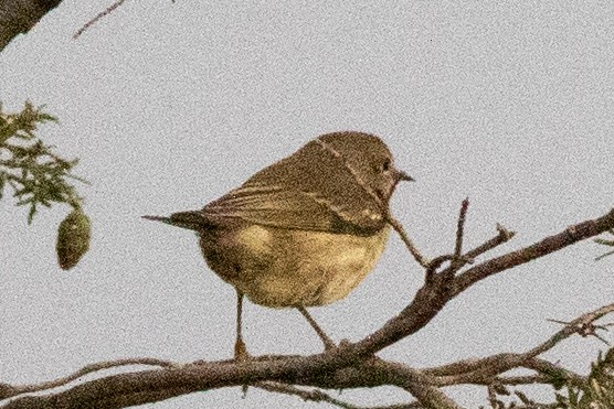 new world warbler sp. - ML604925401