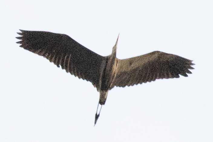 Great Blue Heron (Great Blue) - ML604925471