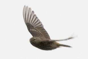 new world warbler sp. - ML604925961