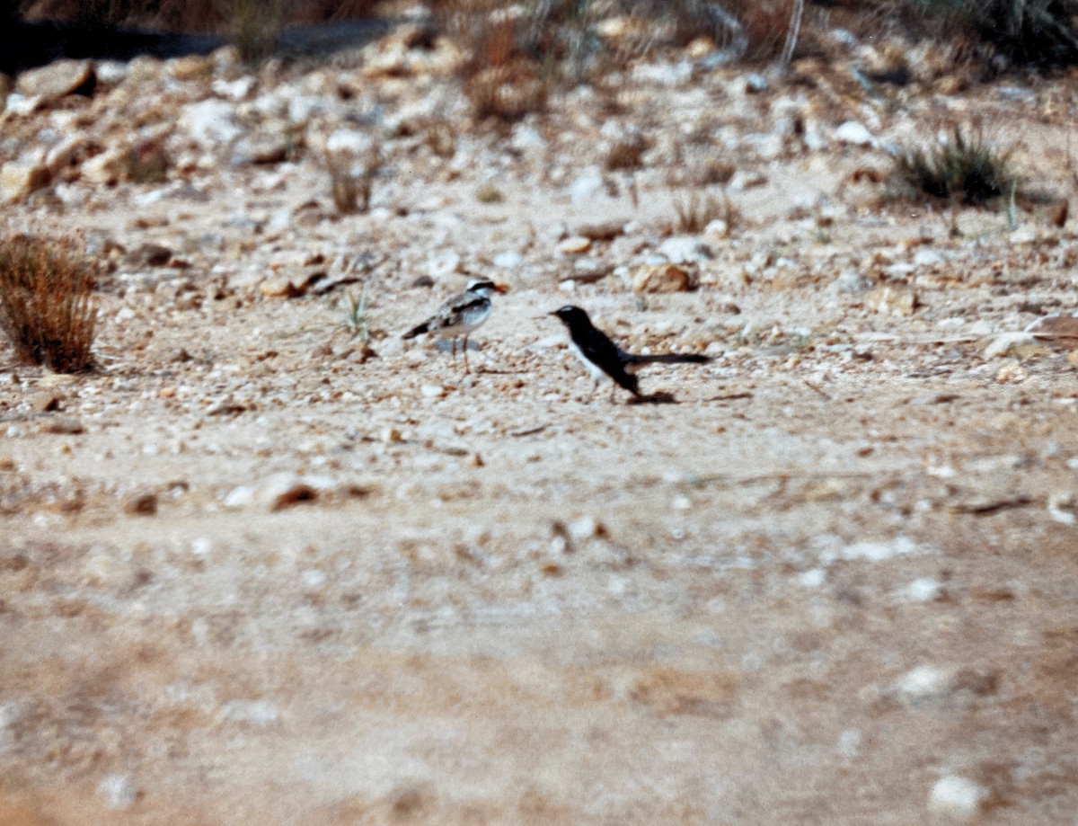 Black-fronted Dotterel - ML604926241