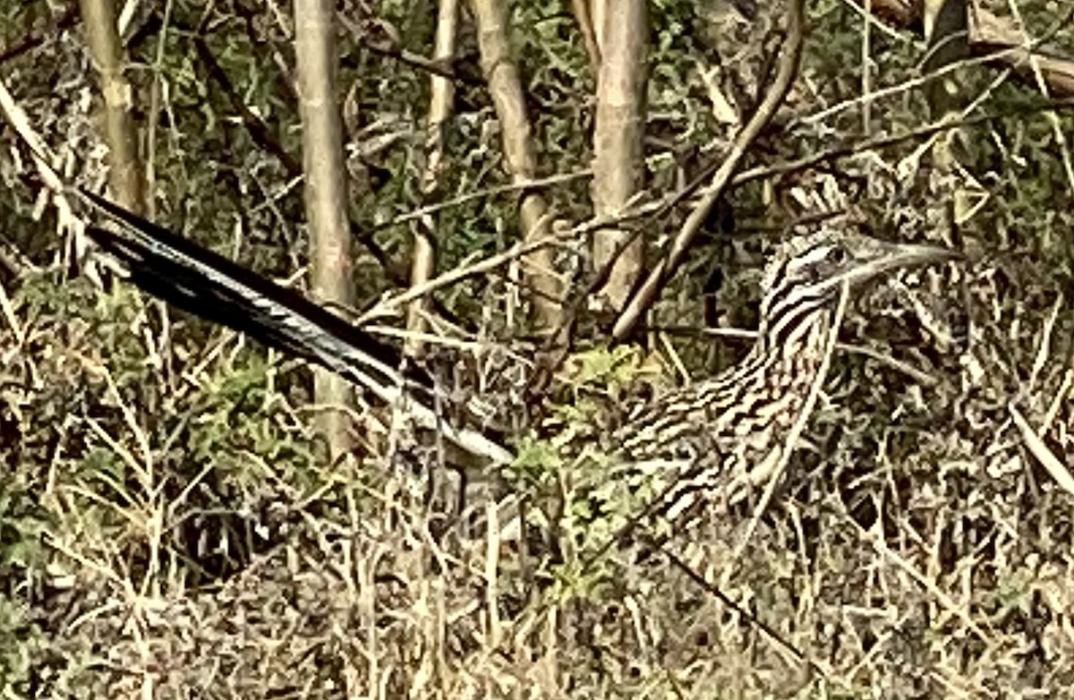 Greater Roadrunner - ML604926521