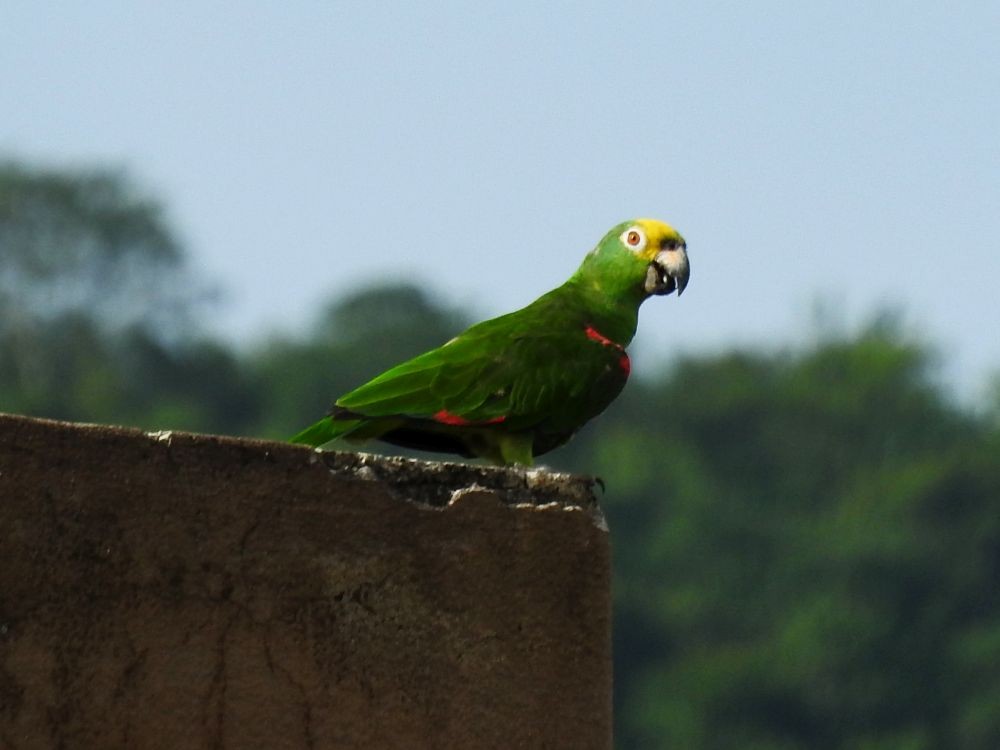 Yellow-crowned Parrot - ML604927731