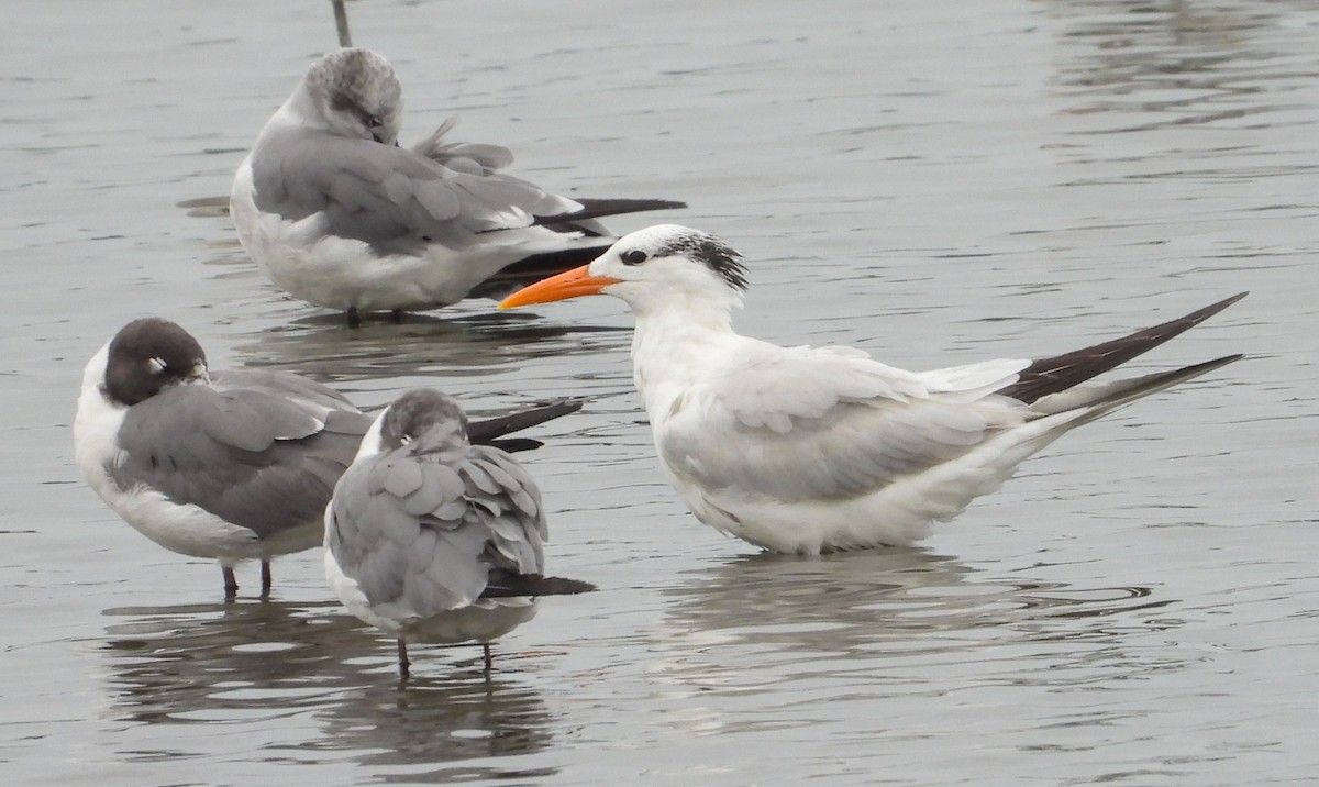 Royal Tern - ML604927741