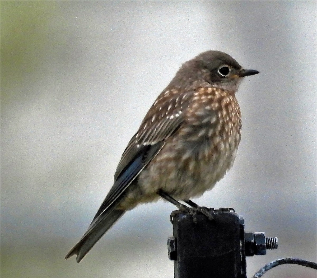 Western Bluebird - Sharon Dewart-Hansen