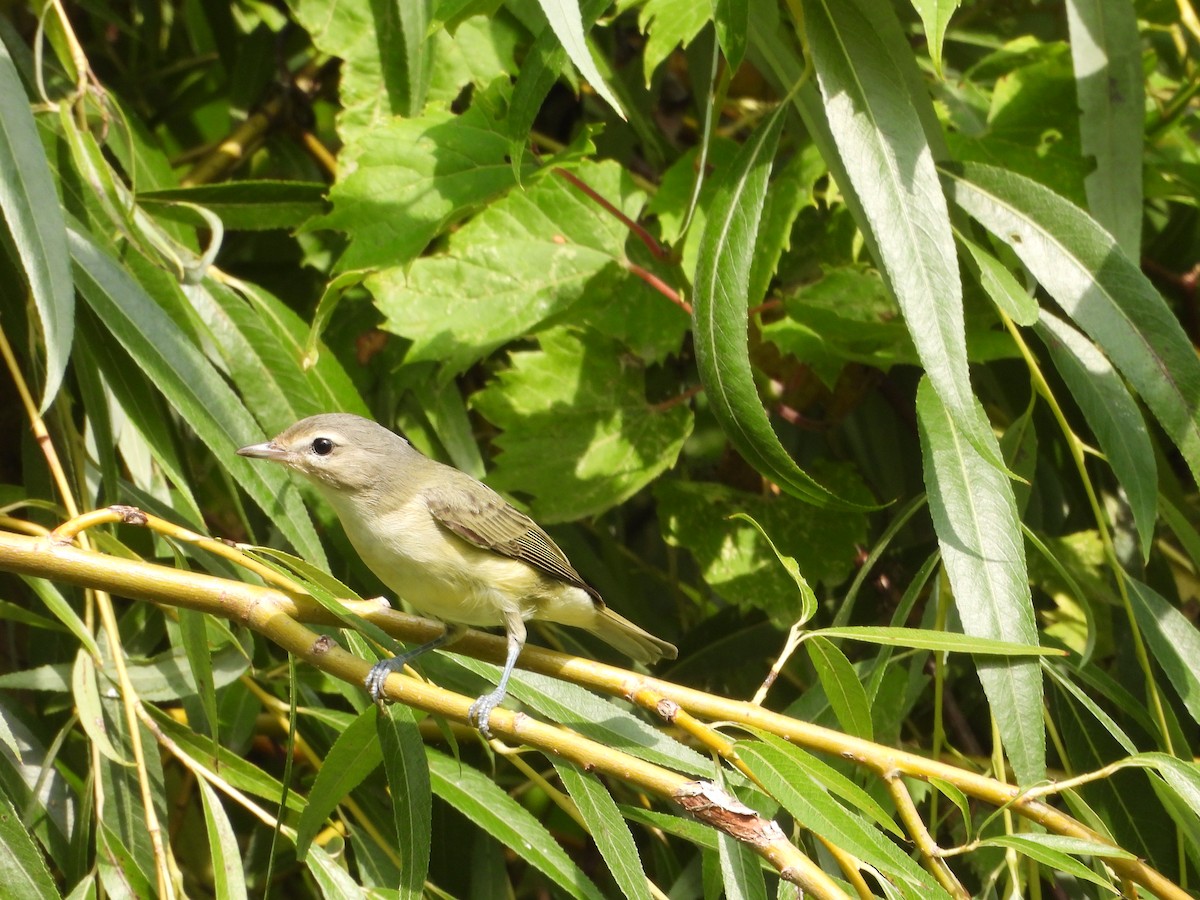 Warbling Vireo - Kieran Dykstra