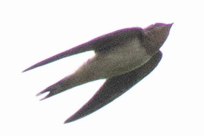 Barn Swallow (American) - ML604929511