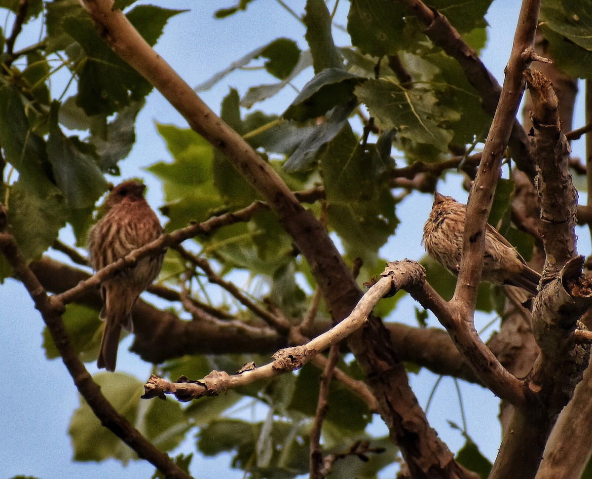 House Finch - ML604929921
