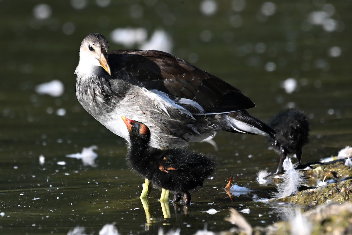 Gallinule d'Amérique - ML604930621