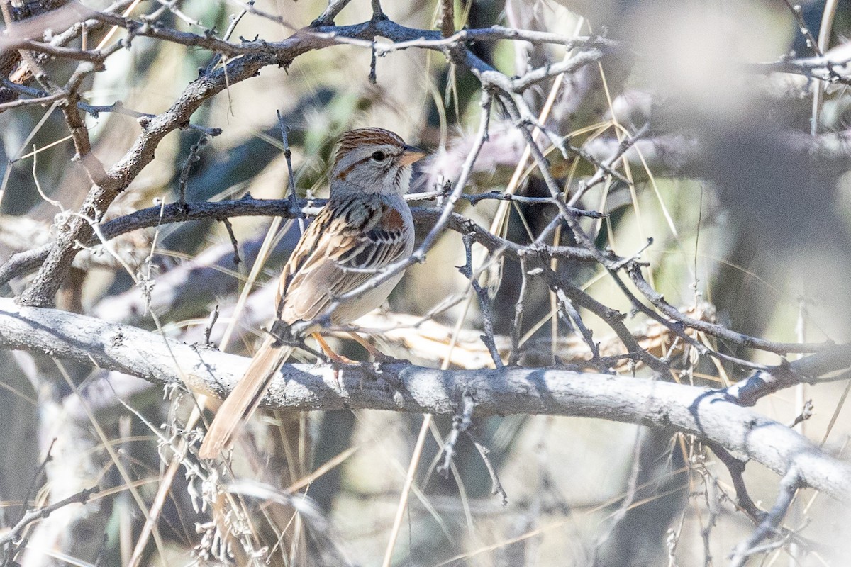 Rufous-winged Sparrow - ML604930771