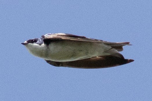 Tree Swallow - ML604932511