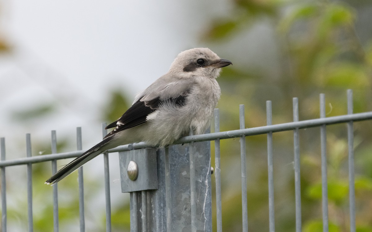 Great Gray Shrike (Great Gray) - Emmanuel Naudot