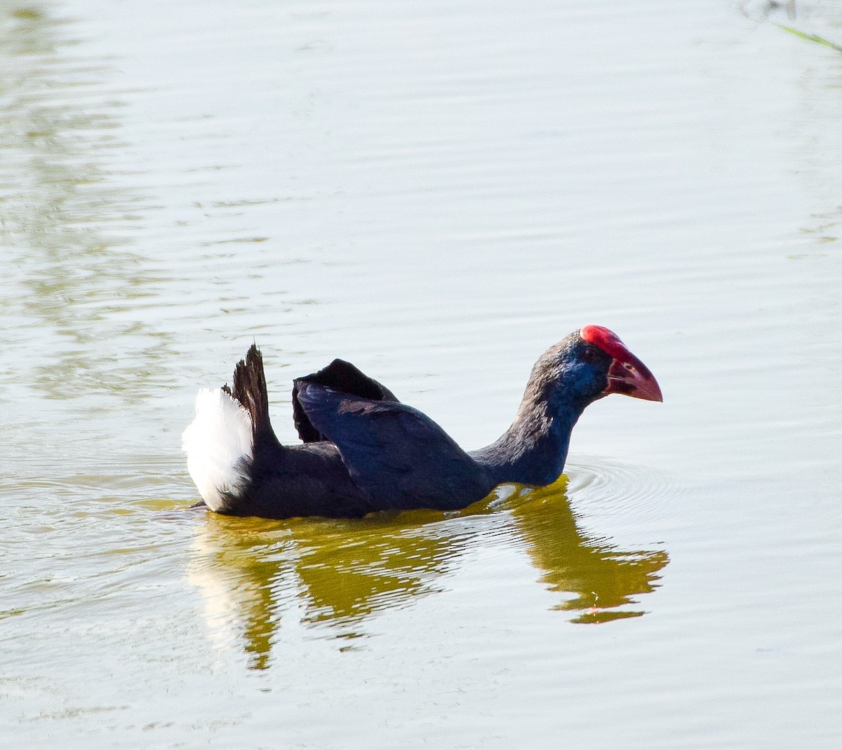 Western Swamphen - ML604932691