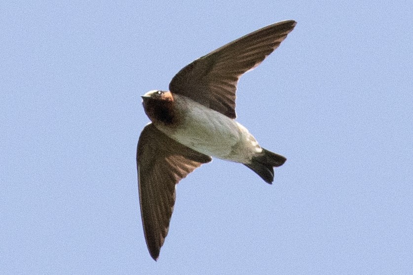 Cliff Swallow (pyrrhonota Group) - ML604933041