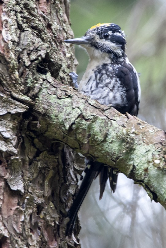 Okil hiruhatza - ML604933261