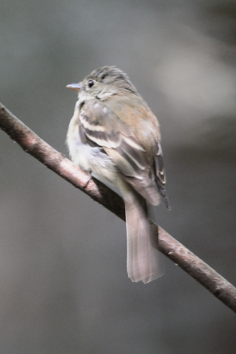 Acadian Flycatcher - ML604933541