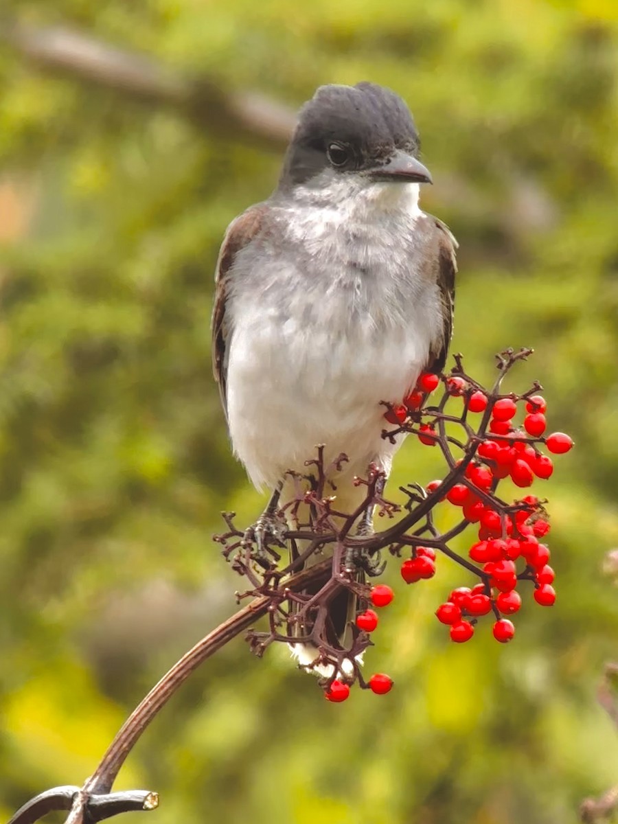 Eastern Kingbird - Detlef Buettner